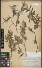 Foto von Salix repens L. x Salix viminalis L.